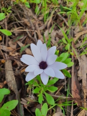 Dimorphotheca fruticosa