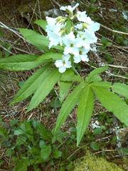 Cardamine heptaphylla