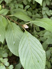 Viburnum farreri