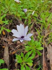 Dimorphotheca fruticosa