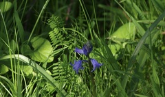 Hyacinthoides non-scripta