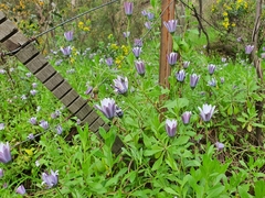 Dimorphotheca fruticosa