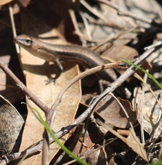 Lampropholis