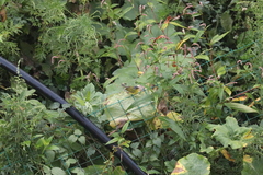 Phylloscopus tephrocephalus