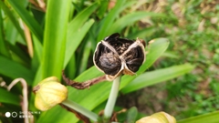Hippeastrum striatum