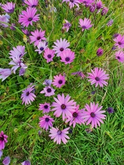 Dimorphotheca fruticosa