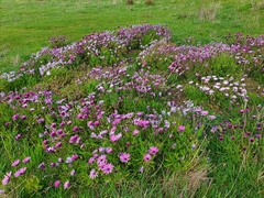 Dimorphotheca fruticosa