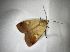 Sineugraphe oceanica