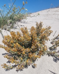 Manulea tomentosa