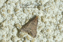 Bostra obsoletalis