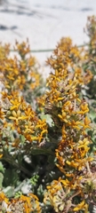 Manulea tomentosa