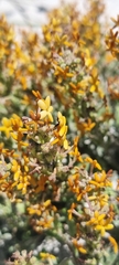 Manulea tomentosa