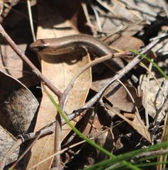 Lampropholis