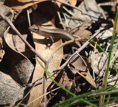Lampropholis