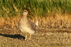 Tympanuchus phasianellus