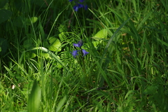 Hyacinthoides non-scripta