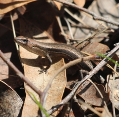 Lampropholis