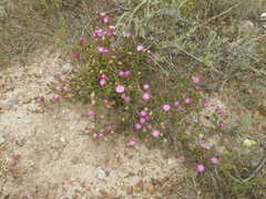 Lampranthus leptaleon