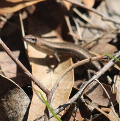 Lampropholis