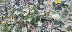 Dasispermum suffruticosum