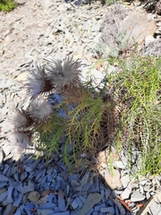 Ptilostemon echinocephalus
