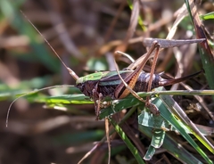 Metrioptera brachyptera