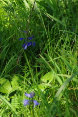 Hyacinthoides non-scripta