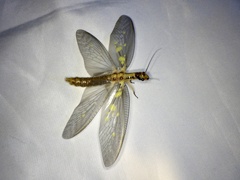 Protohermes grandis