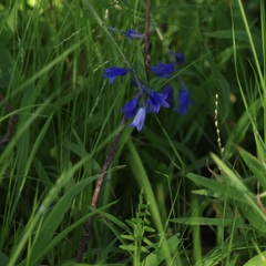 Hyacinthoides non-scripta