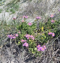 Senecio elegans