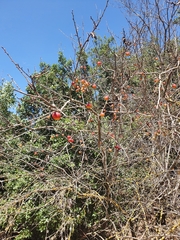 Prunus ursina