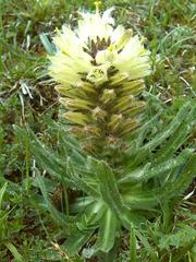 Campanula thyrsoides
