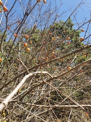 Prunus ursina