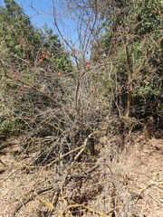 Prunus ursina