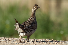 Tympanuchus phasianellus