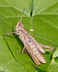 Chorthippus apricarius