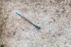 Austroagrion watsoni