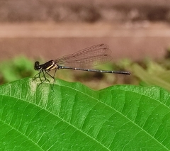 Onychargia atrocyana