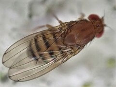 Drosophila immigrans