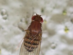 Drosophila immigrans