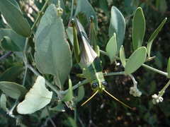 Schistocerca shoshone