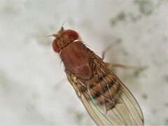 Drosophila immigrans