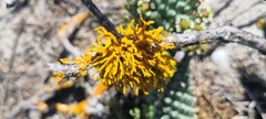 Dufourea flammea
