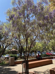Bolusanthus speciosus