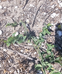 Asparagus asparagoides