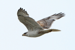 Buteo regalis