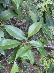 Chionanthus ramiflorus