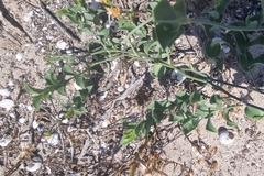 Asparagus asparagoides