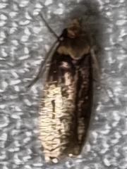 Hofmannophila pseudospretella
