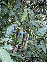 Chionanthus ramiflorus